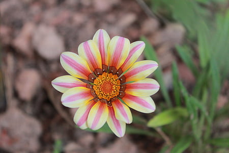 selective focus photography of flowers thumbnail