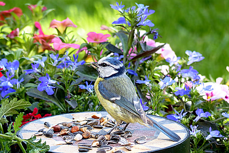 photo of brown and green bird on the top of white plate near purple flower thumbnail