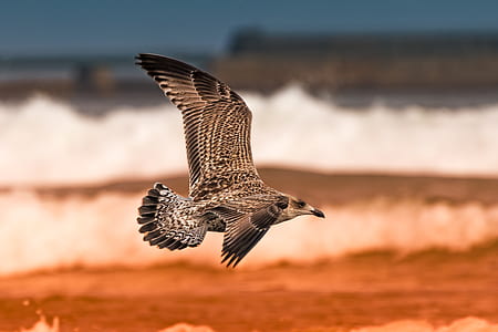 gray bird flying near beach during daytime thumbnail
