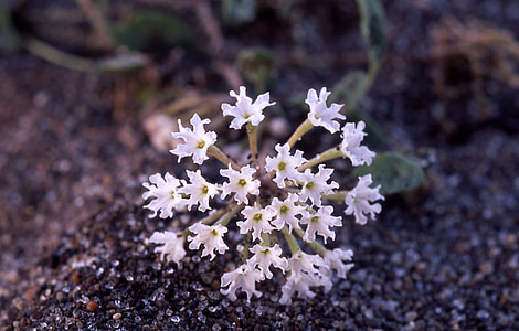 Yellowstone sand verbena, Endemic to Yellowstone lakeshore, Wyoming thumbnail