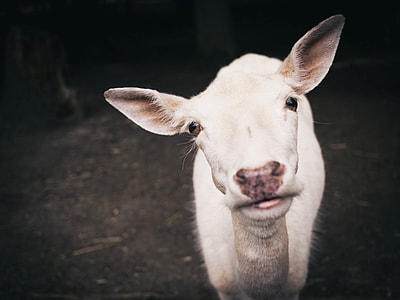 white calf in close up photography thumbnail