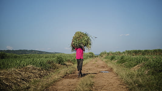 person carrying pile of crops thumbnail
