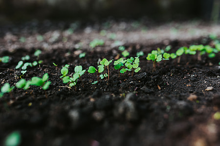 Early spring garden thumbnail