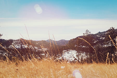 Scenic View of the Forest thumbnail