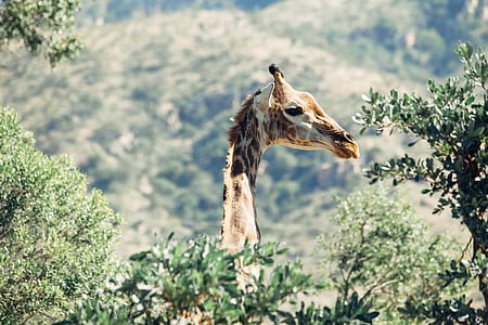 brown and white giraffe reaching on tree canopies during daytime thumbnail