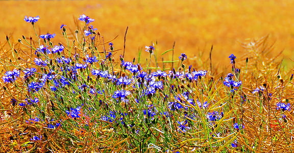 purple petaled flowers thumbnail