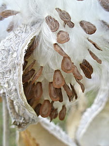 Milkweed seeds happily coming out of the cracked pod thumbnail