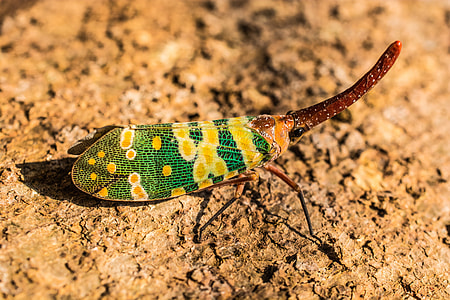 Canthigaster Cicada, Fulgoromorpha thumbnail