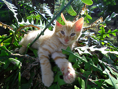 orange tabby cat on green leafed plant thumbnail