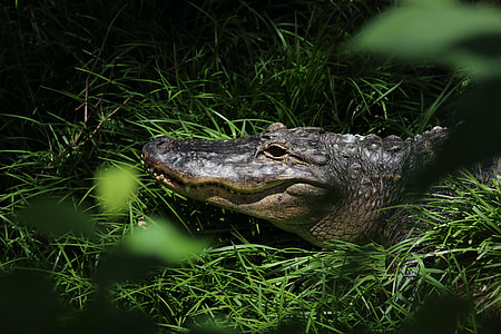 black and gray crocodile thumbnail