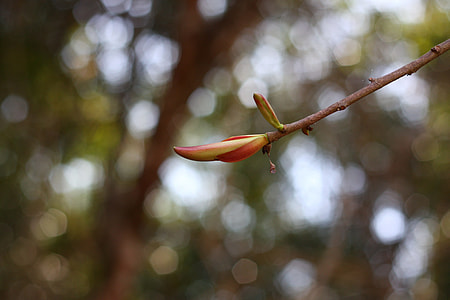 Flower Buds, Nam Cat Tien thumbnail