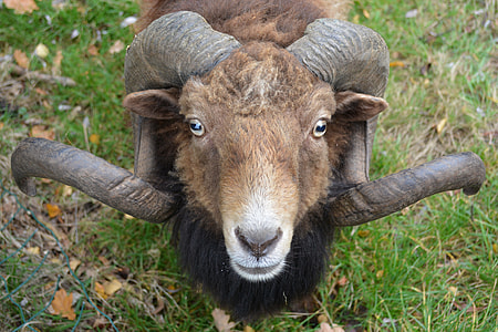 brown ram sitting on grass during daytime thumbnail