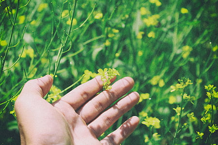 person holding green flowers thumbnail