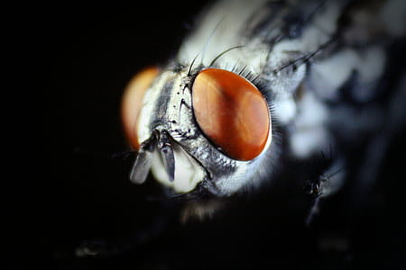 Fly Eye Macro thumbnail