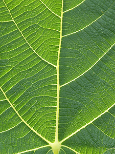 green leaves thumbnail