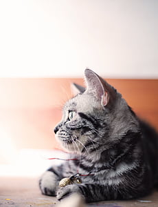 gray kitten thumbnail
