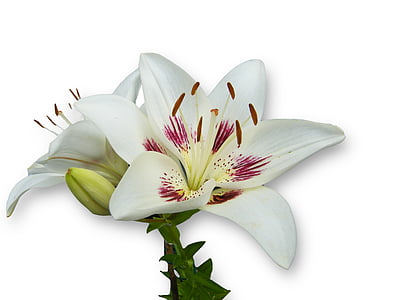 maroon and white flowers thumbnail