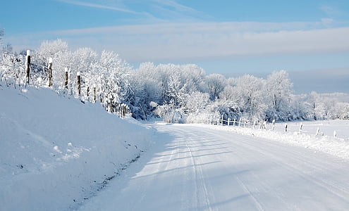 trees and road covered by snow thumbnail