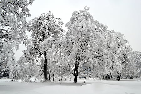 grayscale photography of trees on winter days thumbnail