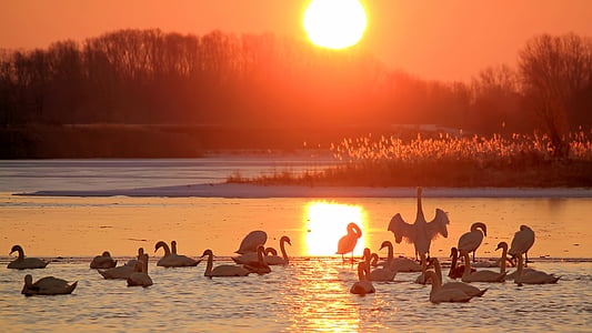 white cranes floating on lake during sunset thumbnail