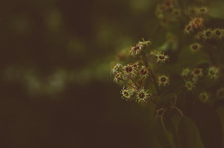 shallow focus photography of yellow flowers thumbnail
