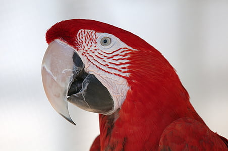 close-up photo of red parrot thumbnail