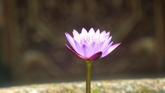 shallow focus photo of purple Xeranthemum flower thumbnail