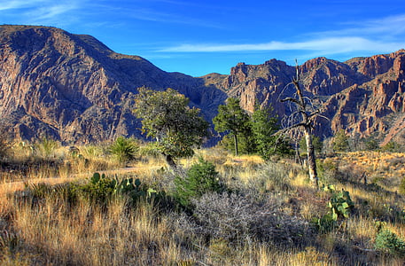 forest trees on field near at mountains thumbnail