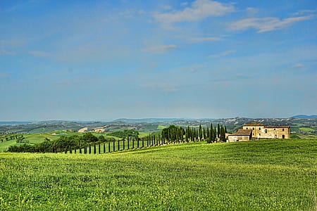 green grass field thumbnail