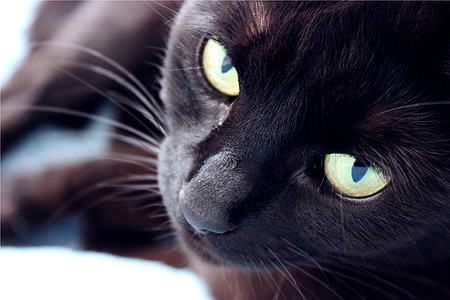 closeup photograph black cat thumbnail