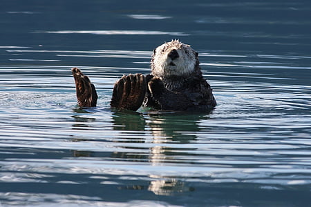 photography of black and white sea lion on body of water thumbnail