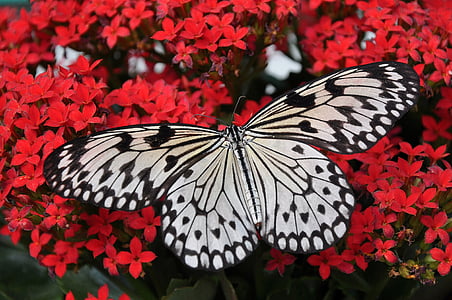 closeup photography of grey and black butterfly thumbnail