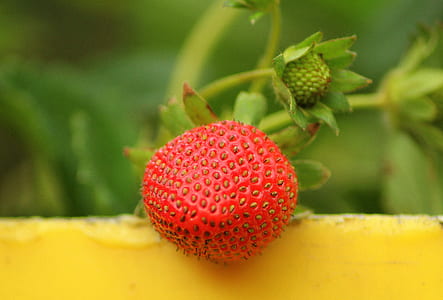 red fruit selective focus photography thumbnail