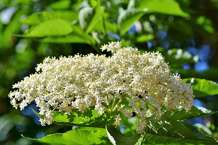 selective focus photography of white cluster flowers thumbnail
