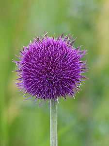 selective photo of purple flower buds thumbnail