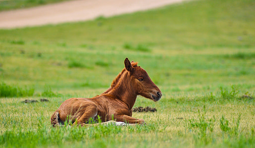 brown pony lying on green grass during daytime thumbnail