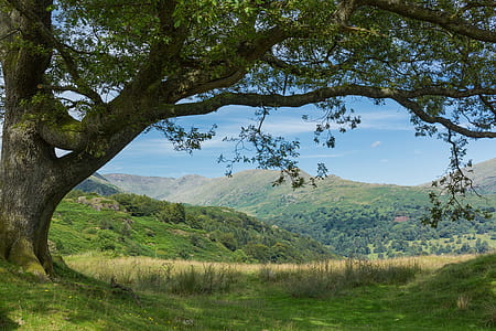 green leafed tree near mountain thumbnail