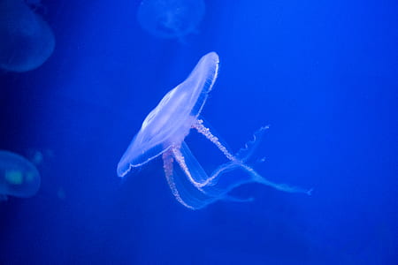 white jellyfish thumbnail