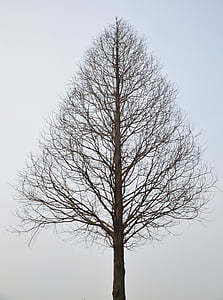standing bare tree photo thumbnail