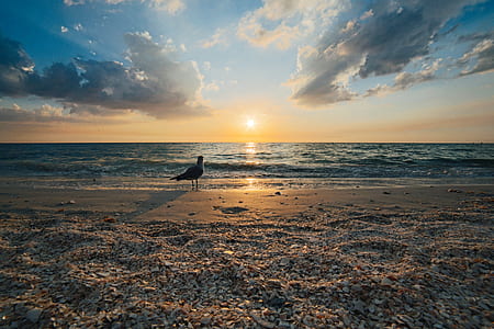sea, dawn, nature, sky thumbnail