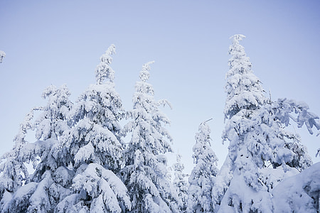 Snowy Trees and Blue Cloudless Sky thumbnail