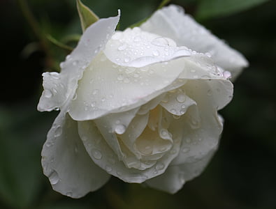 white rose thumbnail