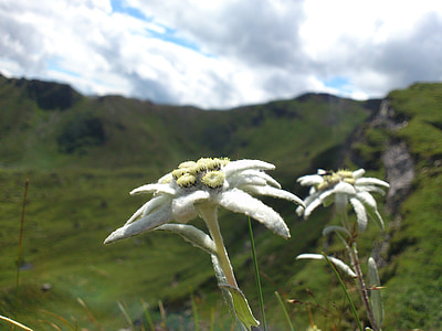 close-up selective focus photography of white edelweiss flowers during daytime thumbnail