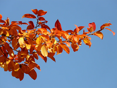red leaves thumbnail