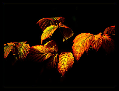Fall Foliage, Colorful Leaves thumbnail