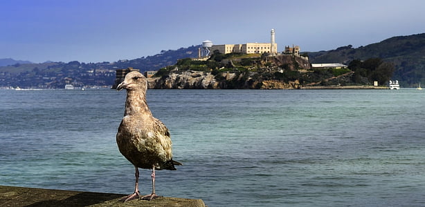 gray bird standing on rock thumbnail