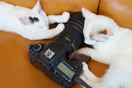 black DSLR camera on orange sofa between two white cats thumbnail