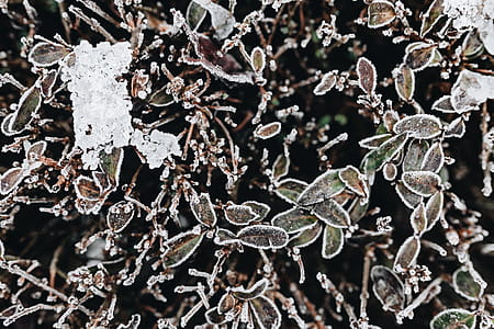 Frozen leaves & twigs thumbnail
