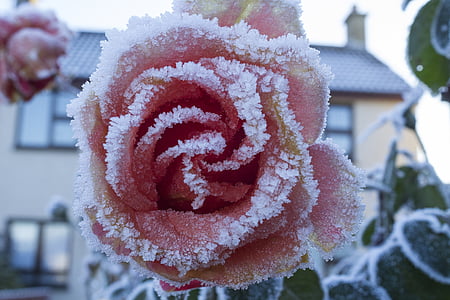 macro photography of pink rose covered by snow thumbnail