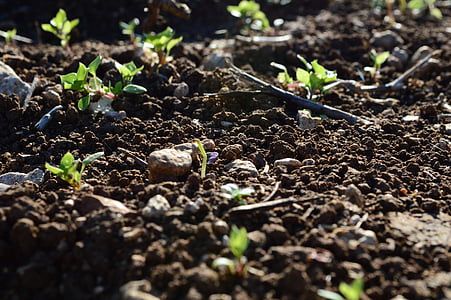 green plants thumbnail